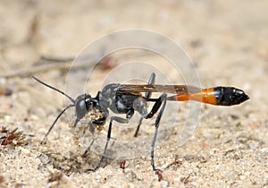 Wasp Ammophila sabulosa