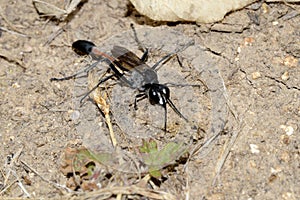 wasp ammophila sand