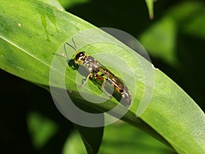 Macro Photography of Wasp on Green Leaf photo