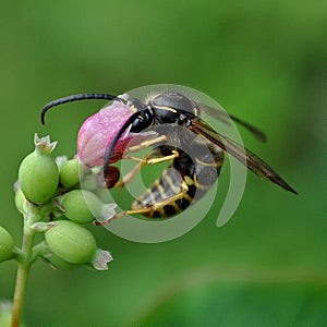 Wasp Apocrita photo