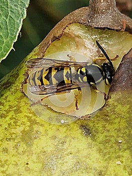 Wasp ate my pear