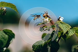 A wasp is atempting a raspberry blossom photo