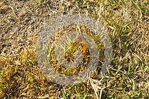 wasp attacked Gryllotalpa gryllotalpa. Wasp predator