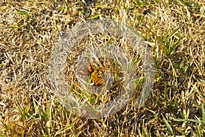 wasp attacked Gryllotalpa gryllotalpa. Wasp predator