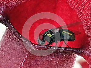 A wasp attracted by sarracenia - carnivorous plant