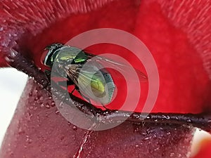 A wasp attracted by sarracenia - carnivorous plant