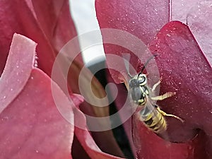 A wasp attracted by sarracenia - carnivorous plant