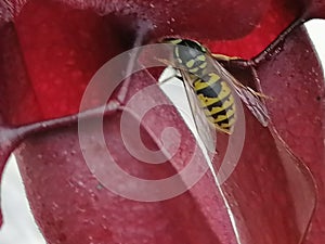 A wasp attracted by sarracenia - carnivorous plant