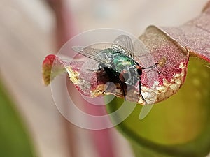 A wasp attracted by sarracenia - carnivorous plant