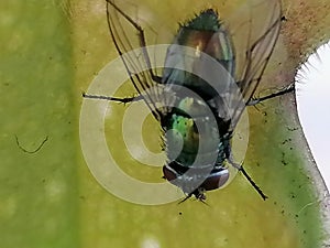 A wasp attracted by sarracenia - carnivorous plant