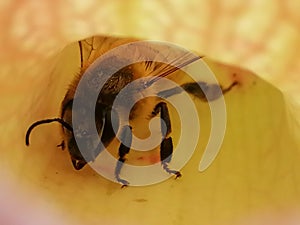 A wasp attracted by sarracenia - carnivorous plant