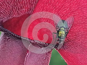 A wasp attracted by sarracenia - carnivorous plant