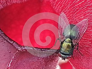 A wasp attracted by sarracenia - carnivorous plant