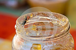 Wasp attracted to sugar exploring the rim of an open jar of jam