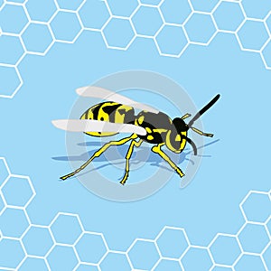 Wasp background photo