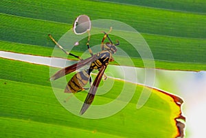 Wasp on Banana leaf, Nature, Insect, Rothney's Paper Wasp Polistes rothneyi photo