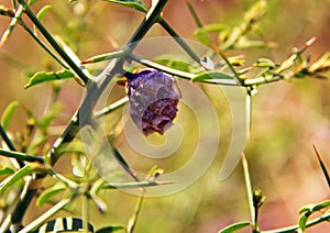 Wasp bee hive on thorny plant