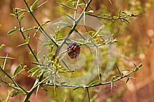 Wasp bee hive on thorny plant