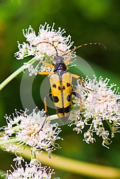 Wasp Beetle