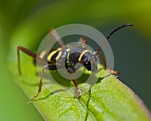 Wasp beetle, Clytus arietis