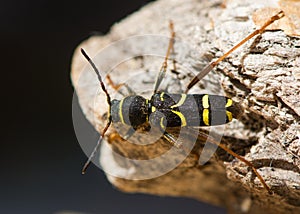 Wasp beetle & x28;Clytus arietis& x29; from above