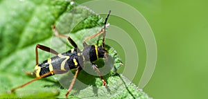 Wasp beetle
