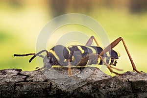 Wasp Beetle, Beetle, Clytus arietis