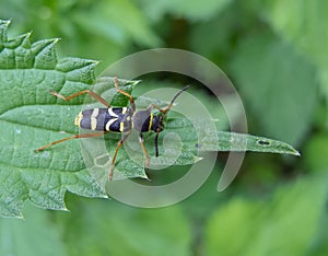 Wasp Beetle