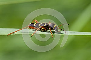 A Wasp Beetle on a reed leaf.