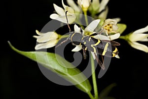 Wasp beetle sitting on flower.