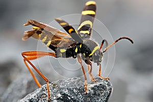 Wasp Beetle sitting on rock