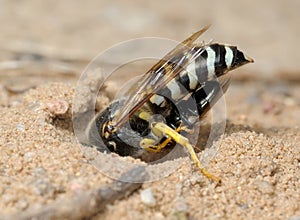 Wasp Bembex rostratus with prey
