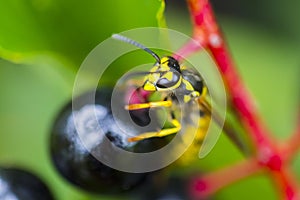 Wasp on berry in summer