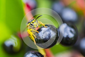 Wasp on berry in summer showing her face