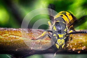 The head of the insect wasp