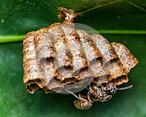 Wasp black building nest on a leaf, macro photography of nature