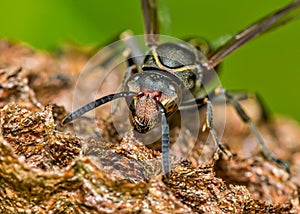 Wasp black building nest on a leaf, macro photography of nature