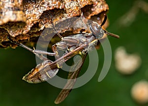 Wasp black building nest on a leaf, macro photography of nature