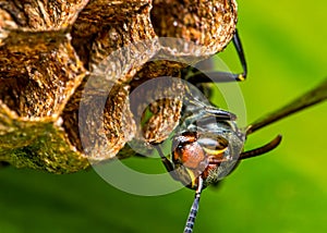 Wasp black building nest on a leaf, macro photography of nature