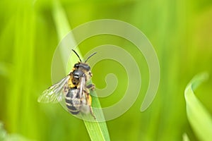Wasp on blade of grass