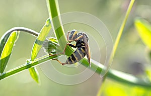 Wasp on a blade of grass