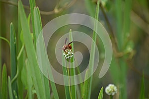 wasp on a blade of grass