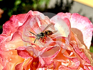 Wasp on a blooming red rose