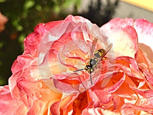 Wasp on a blooming red rose