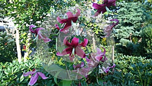 Wasp on the red pink purple lily flower