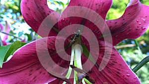 Wasp on the red pink purple lily flower