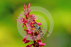 Wasp on the blossoms of a persicaria flower