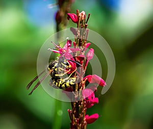 Wasp on the blossoms of a persicaria flower