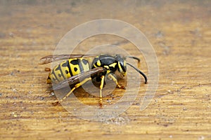 Wasp on a brown wooden background.