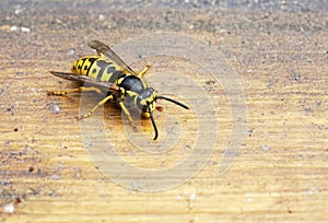 Wasp on a brown wooden background.